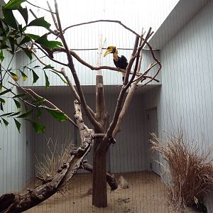 1930 Bird House - Great Hornbill Exhibit