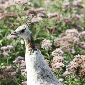 Peahen, 17th August 2014