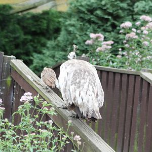 Peafowl on parade, 17th August 2014