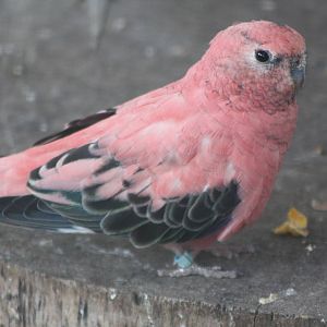 Blodwyn, 17th August 2014