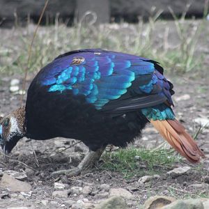 His plumage is coming along very nicely, 17th August 2014