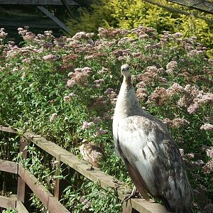Peafowl prior to parading, 17th August 2014