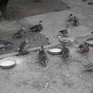 In the walk-through aviary, 22nd August 2014