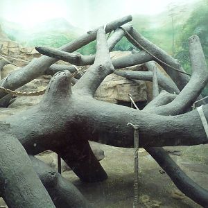 Jungle of the Apes - Gorilla Indoor Exhibit