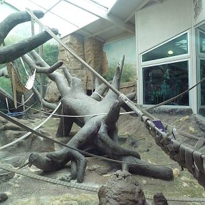 Jungle of the Apes - Gorilla Indoor Exhibit