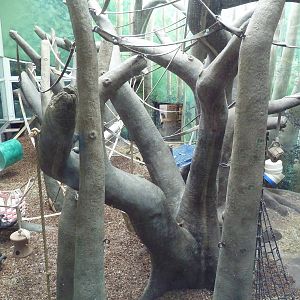 Jungle of the Apes - Chimpanzee Indoor Exhibit