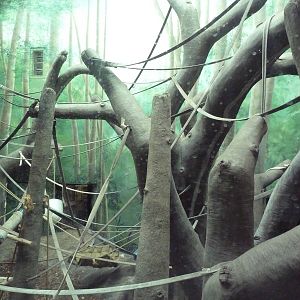 Jungle of the Apes - Chimpanzee Indoor Exhibit