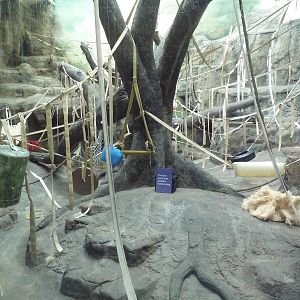 Jungle of the Apes - Sumatran Orangutan Indoor Exhibit