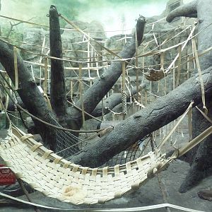 Jungle of the Apes - Sumatran Orangutan Indoor Exhibit