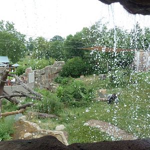 Fragile Forest - Gorilla Outdoor Exhibit (Through Waterfall)