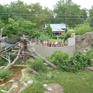 Fragile Forest - Gorilla Outdoor Exhibit