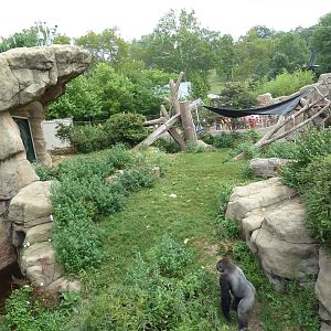 Fragile Forest - Gorilla Outdoor Exhibit