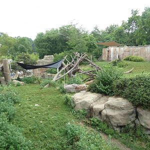 Fragile Forest - Gorilla Outdoor Exhibit
