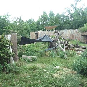 Fragile Forest - Gorilla Outdoor Exhibit