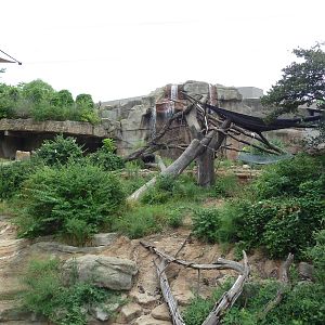Fragile Forest - Gorilla Outdoor Exhibit