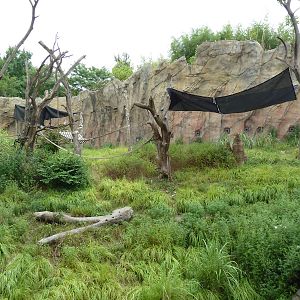Fragile Forest - Chimpanzee Outdoor Exhibit