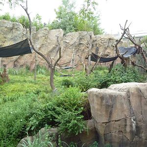Fragile Forest - Chimpanzee Outdoor Exhibit
