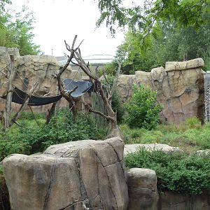 Fragile Forest - Chimpanzee Outdoor Exhibit