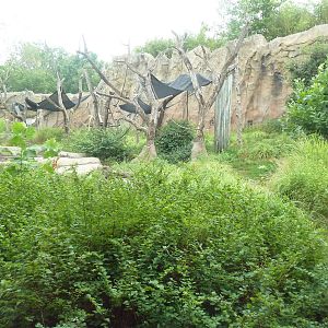 Fragile Forest - Chimpanzee Outdoor Exhibit