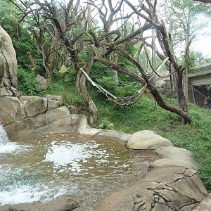 Fragile Forest - Sumatran Orangutan Outdoor Exhibit