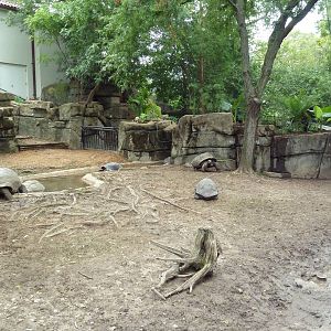 Galapagos Tortoise/Aldabra Tortoise Exhibit