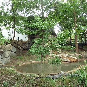 Chinese Alligator Exhibit