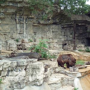 Grizzly Bear Grotto