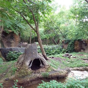 River's Edge - Bush Dog Exhibit