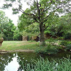 River's Edge - Black Rhino/Sacred Ibis Exhibit