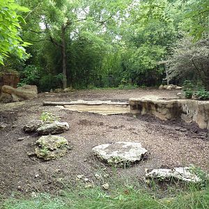 River's Edge - Red River Hog/Bat-Eared Fox Exhibit