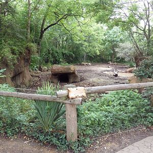 River's Edge - Red River Hog/Bat-Eared Fox Exhibit