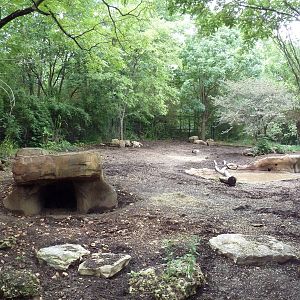 River's Edge - Red River Hog/Bat-Eared Fox Exhibit