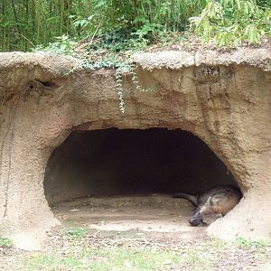 River's Edge - Spotted Hyena Den