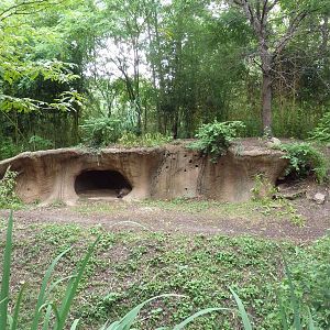 River's Edge - Spotted Hyena Exhibit
