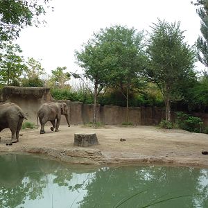 River's Edge - Asian Elephant Exhibit (1 of 4 Enclosures)