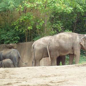 River's Edge - Asian Elephants