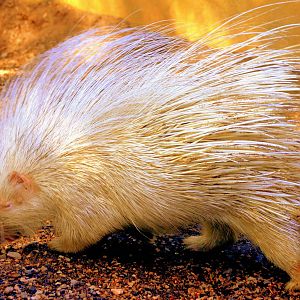 African crested porcupine (albino); London Zoo; 17th August 2014