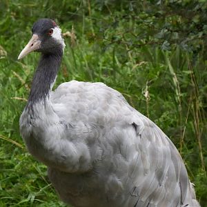 European Crane