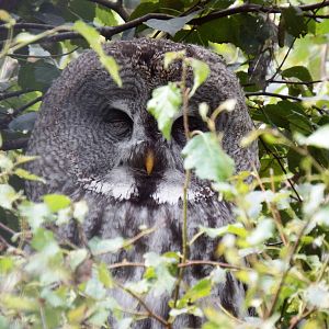 Great Grey Owl