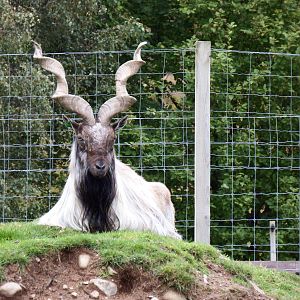 Turkmenian Markhor