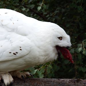 Snowy Owl Feeding