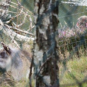 Japanese Serow and Macaque
