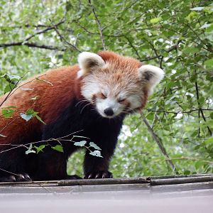 Red Panda