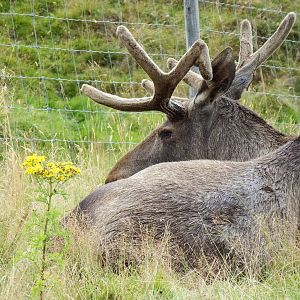 European Elk