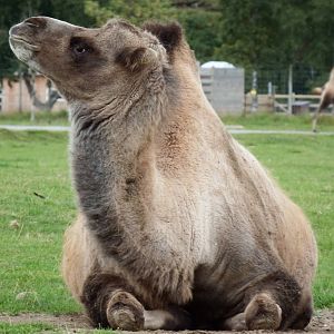 Bactrian Camel