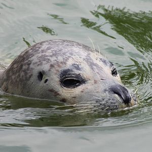 Harbour seal