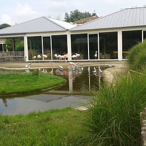 Flamingo enclosure