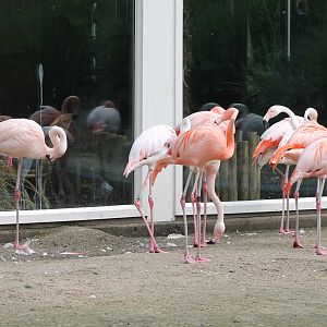 Chilian flamingos