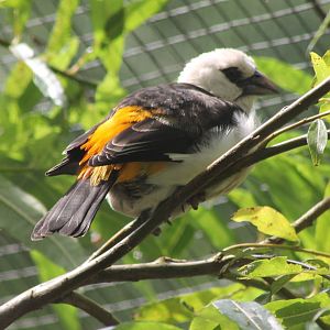 White-headed buffalo weaver