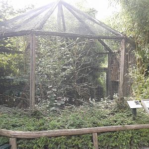 Aviary Blue-headed macaws